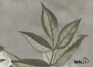  Carta da parati wallpaper Primula