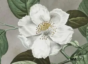  Carta da parati wallpaper Primula