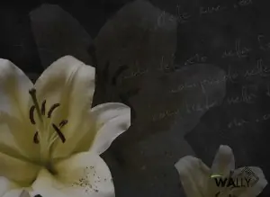 Carta da parati wallpaper Lily