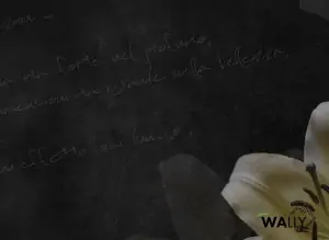 Carta da parati wallpaper Lily