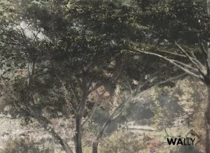 Carta da parati wallpaper Charmant (Variante Colore 01)