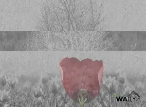 Carta da parati wallpaper Tulp