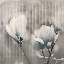 Colore 0319-01