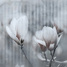 Colore 0319-04